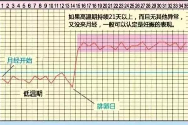 月经干净了第几天排卵.