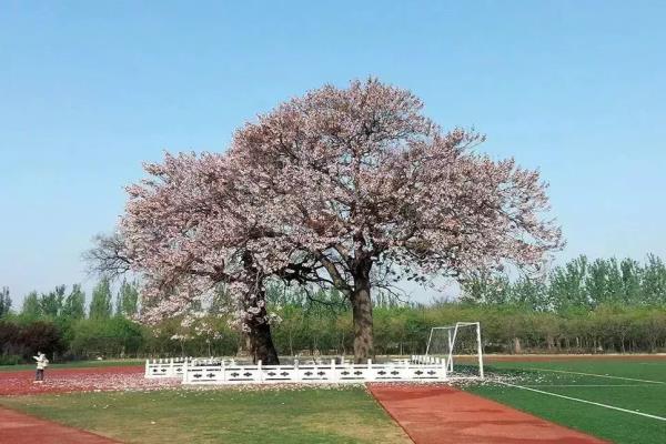 山东女子学院地址,几个校区.