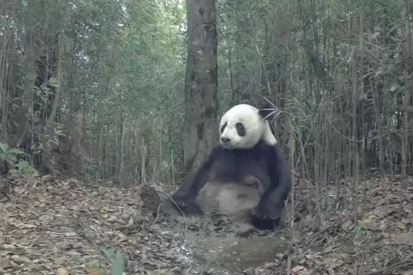 大熊猫的生活地区.