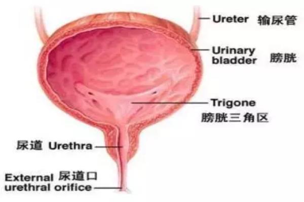 男性膀胱与女性膀胱高低不一样.