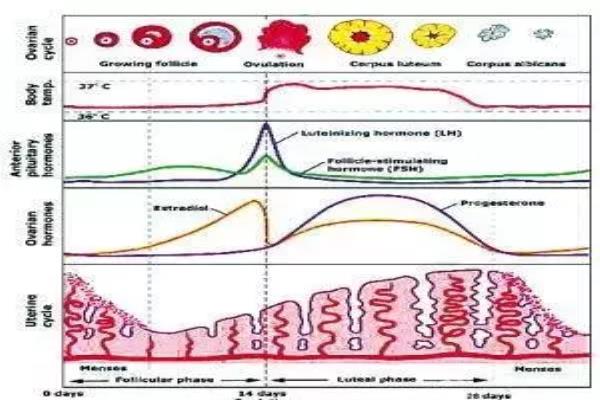 激素六项标准对照表（看懂激素六项检查报告）.