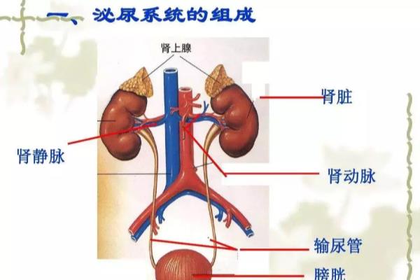 女性尿道感染尿液图片（女生站着尿尿会导致尿路感染吗）.