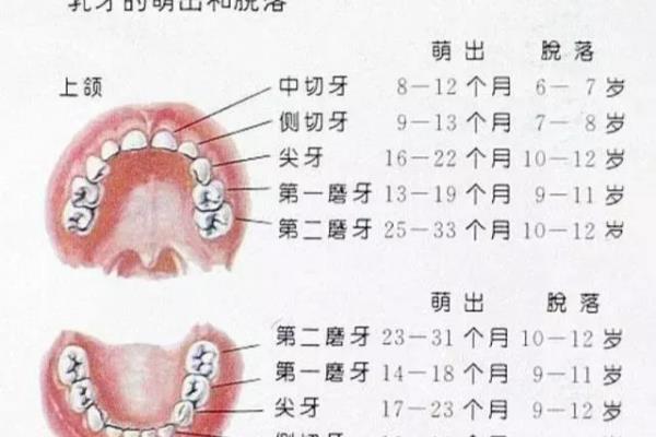 宝贝儿几岁换牙齿正常（儿童换牙期攻略）.