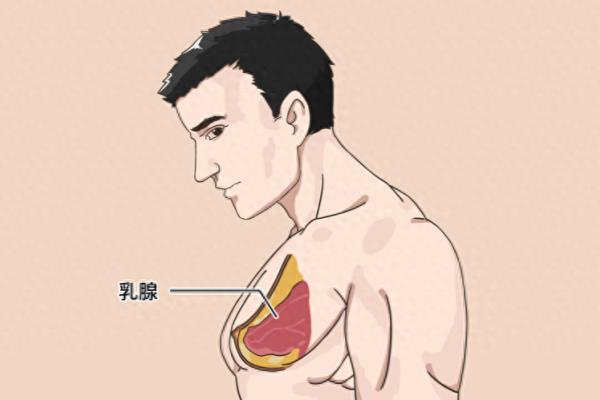 男人的乳头有什么用处.